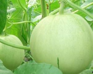 怀孕可以吃绍瓜么,绍瓜在孕期是否适宜食用